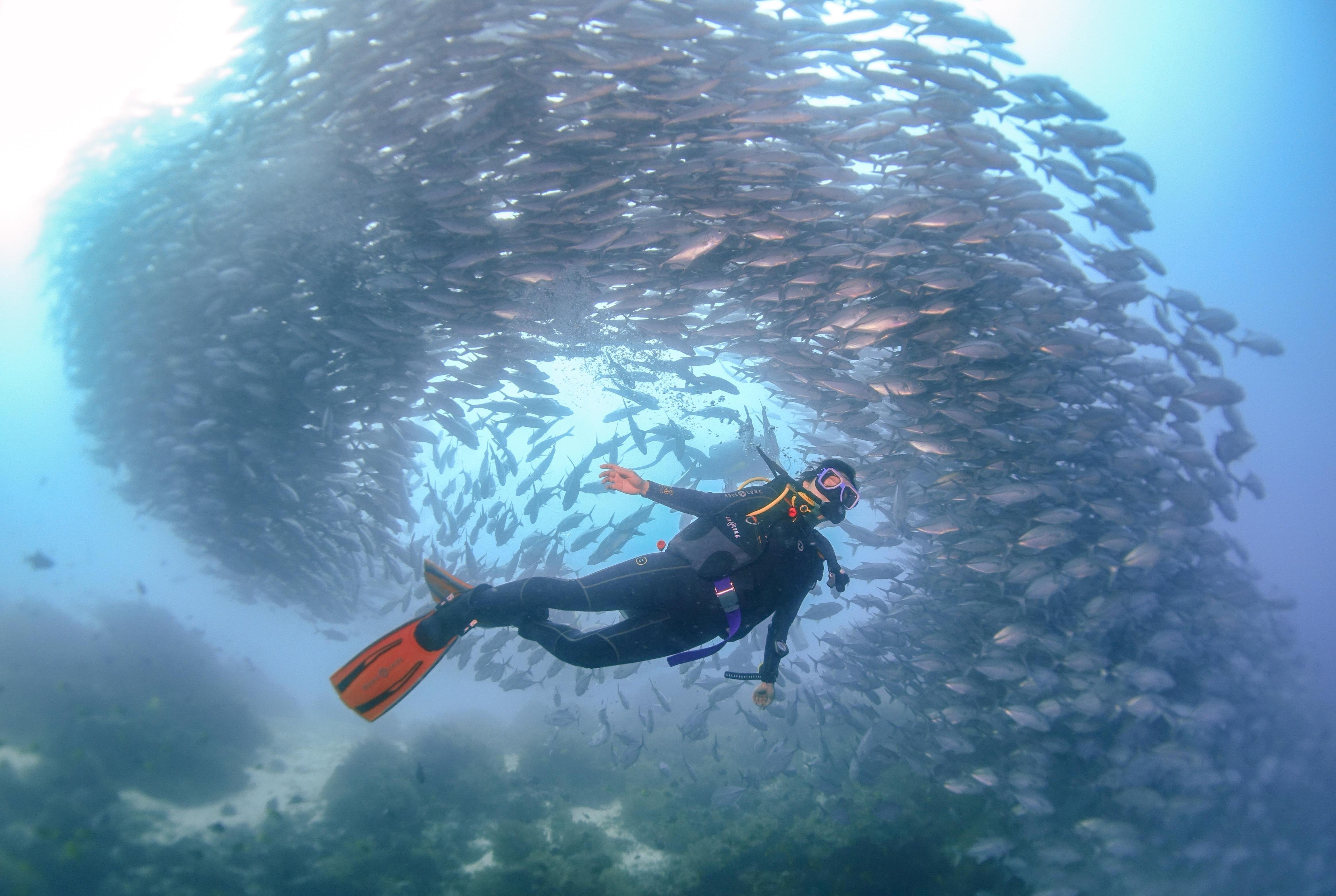 padi adventure diver 水下摄影课