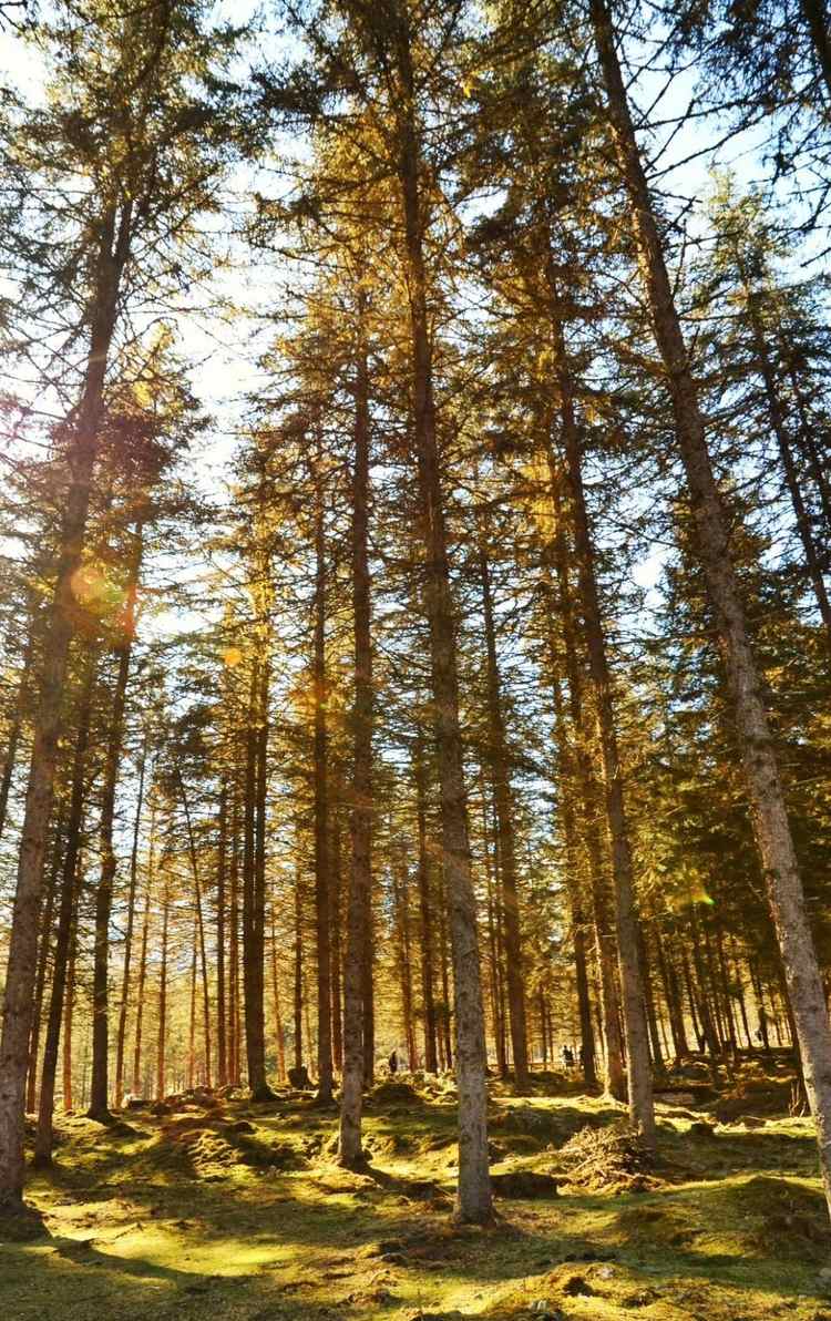 黄岩红杉林最佳观赏时间