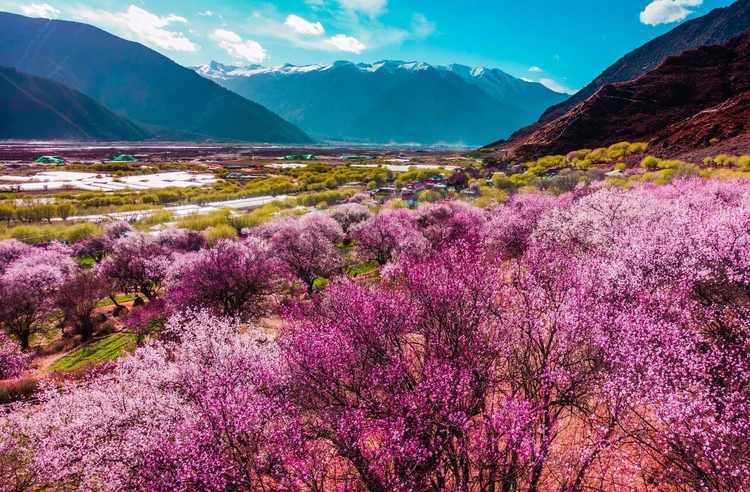 去林芝看桃花穿什么衣服