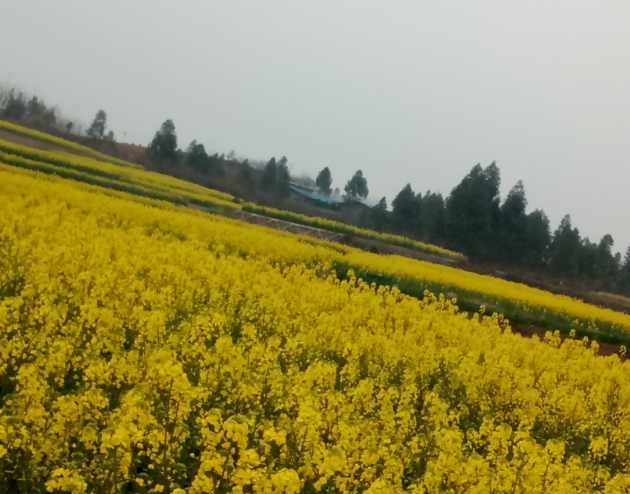 成都附近油菜花景点