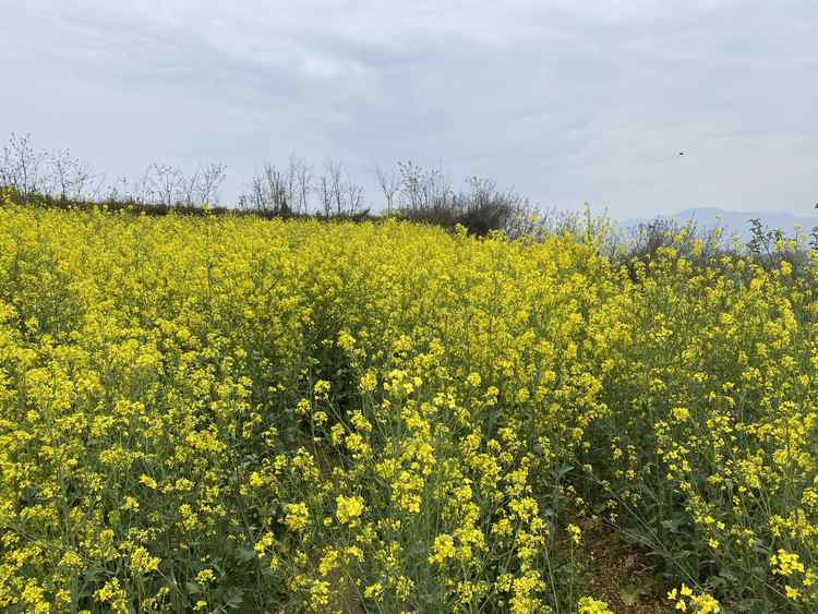 蓝田玉山油菜花观赏点