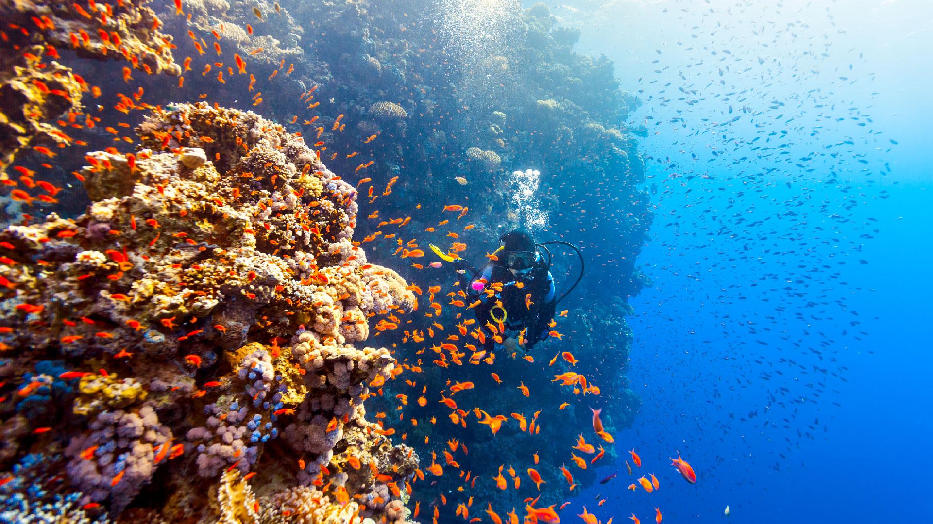马尔代夫科诺塔岛浮潜爱好者的精致天堂