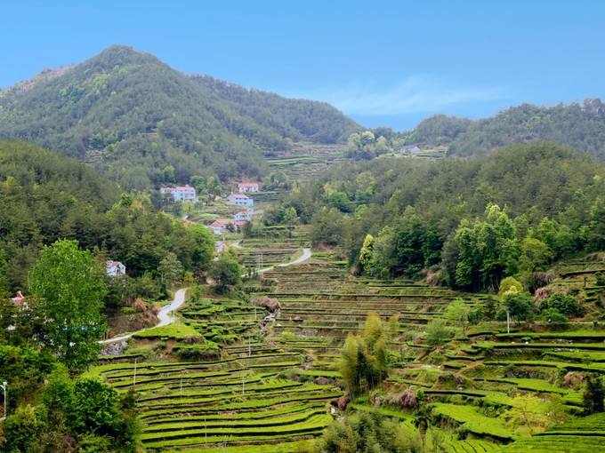 茶葉谷位於英山縣楊柳鎮三門河深山裡,以河南畈村,爛柴河村為主方圓數