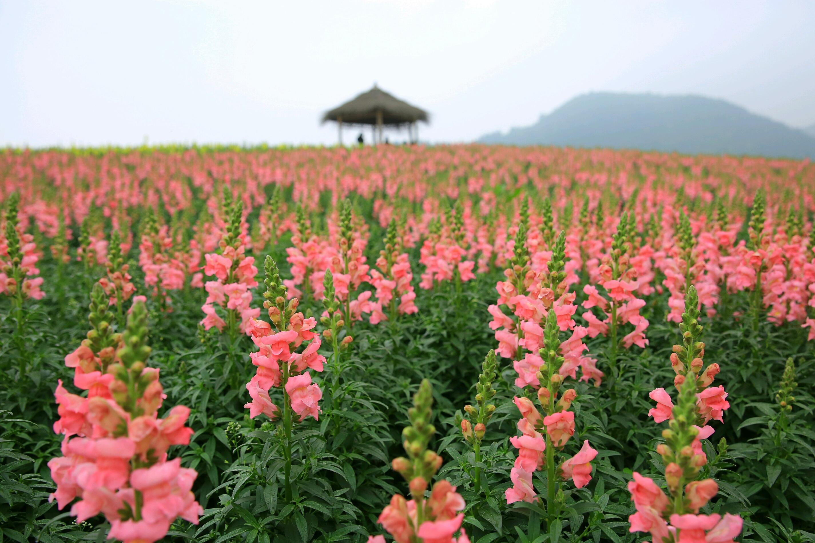 徑山花海幾月適合去