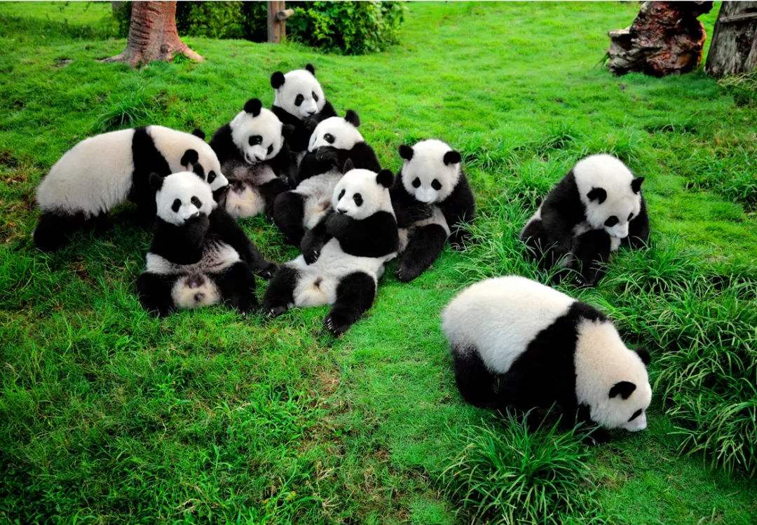 基地以初期从野外抢救的6只大熊猫为基础,在园区内又放养了小熊猫,黑