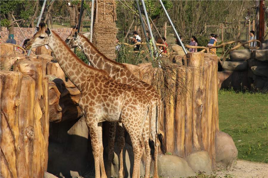 菏澤野生動物園營業時間