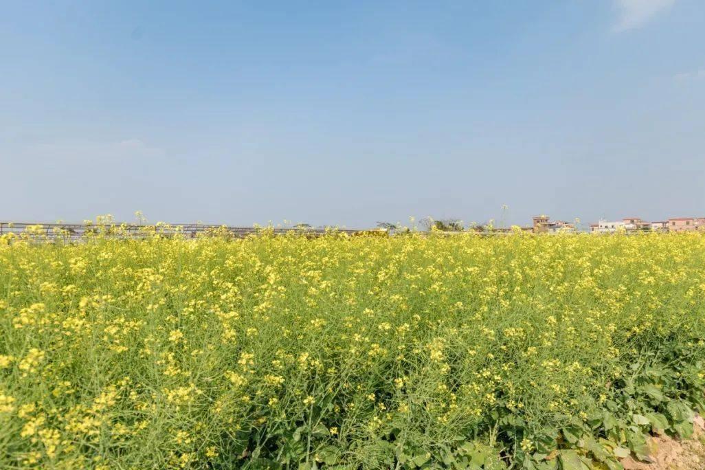 番禺油菜花景点图片