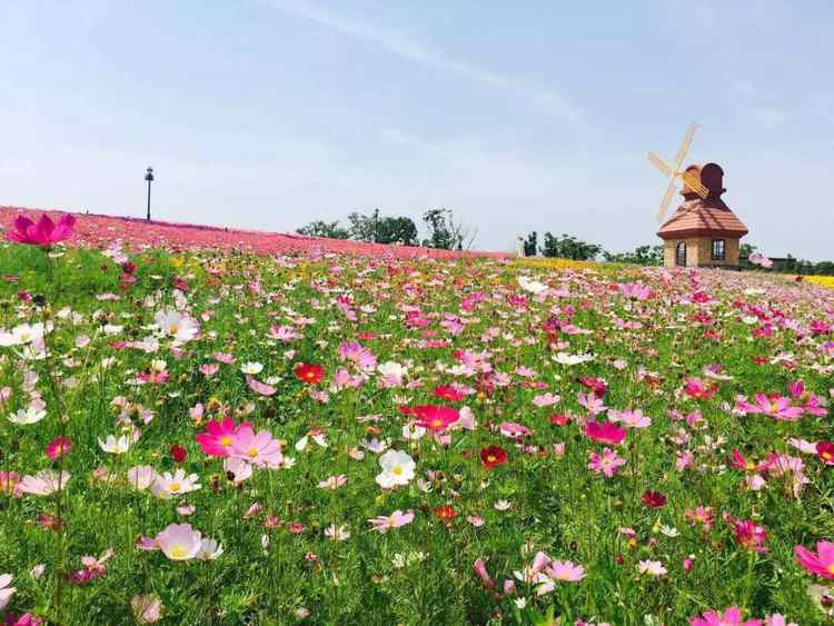 杭州灣海上花田景區營業時間:3月16日-6月30日09:00-16:30(停止售票15