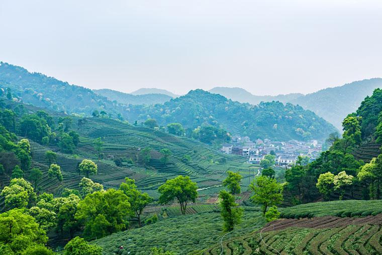 梅家塢茶文化村以周總理紀念室,乾隆遺蹟,古樹觀賞點,茶園觀賞區,農居