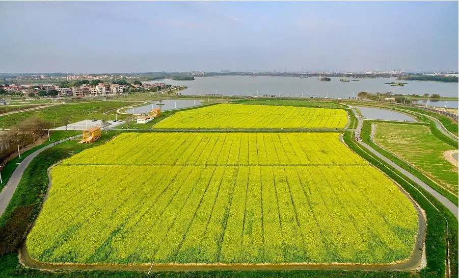 南沙凤凰三桥油菜花图片