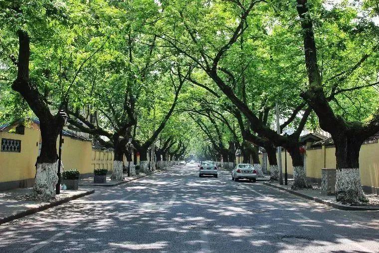 南京中山路梧桐树图片