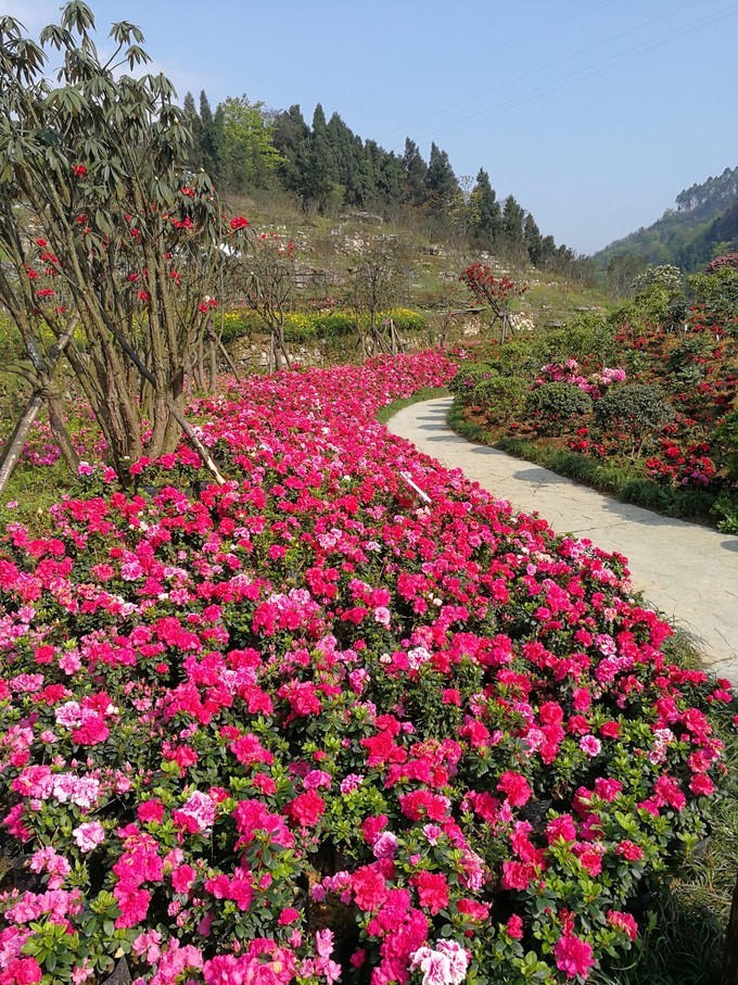 乐山沙湾醉花谷开园时间